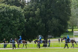 NZB's Ready to Run Sale Breeze Ups on next week.